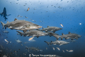 'Summer Break' - Sand tiger sharks spend the summer month... by Tanya Houppermans 